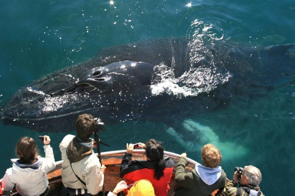 What Are the Best Times of Year to Go Whale Watching?