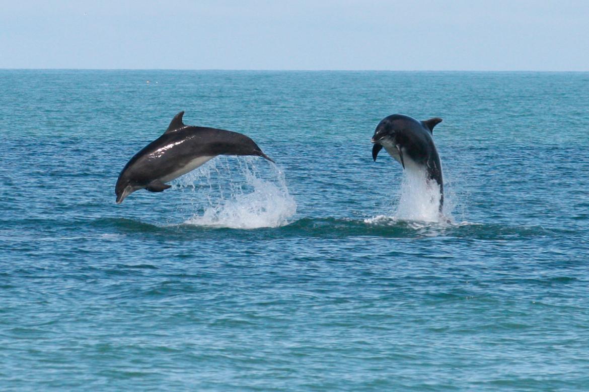 What are the Best Tips for Finding Dolphins on a Boat Trip?