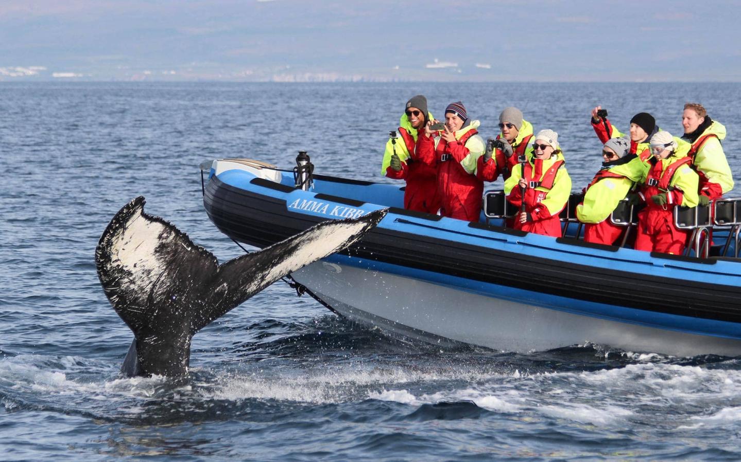 What Should I Look for When Choosing a Whale Watching Tour?