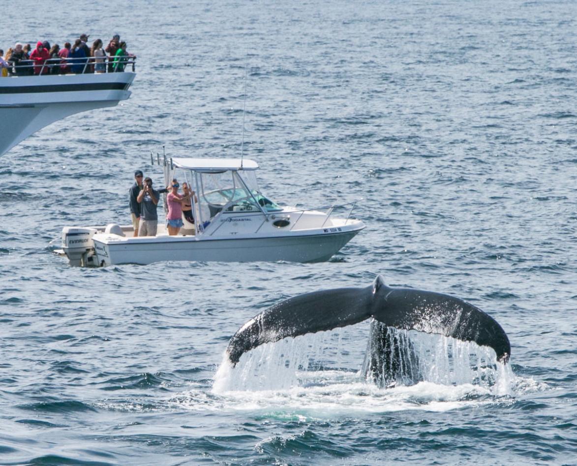 What Are the Safety Precautions for Whale Watching Trips?